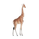 Single Wall Decal - Wildlife Giraffe Annet Weelink Design