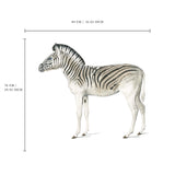 Single Wall Decal - Zebra Annet Weelink Design