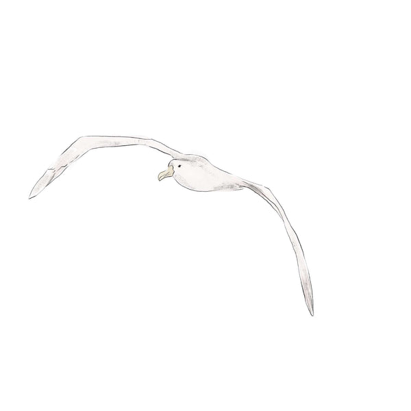 Losse wandsticker - Albatros