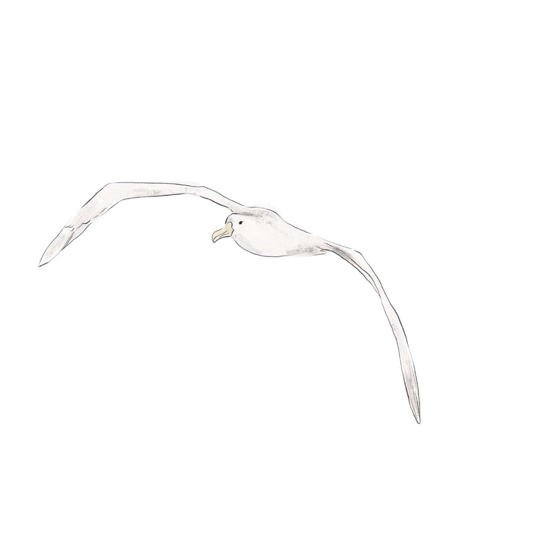 Losse wandsticker - Albatros