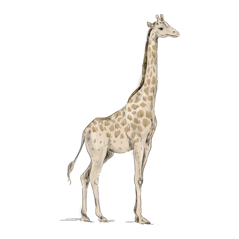 Separater Wandaufkleber – Giraffe Jungle Jazz