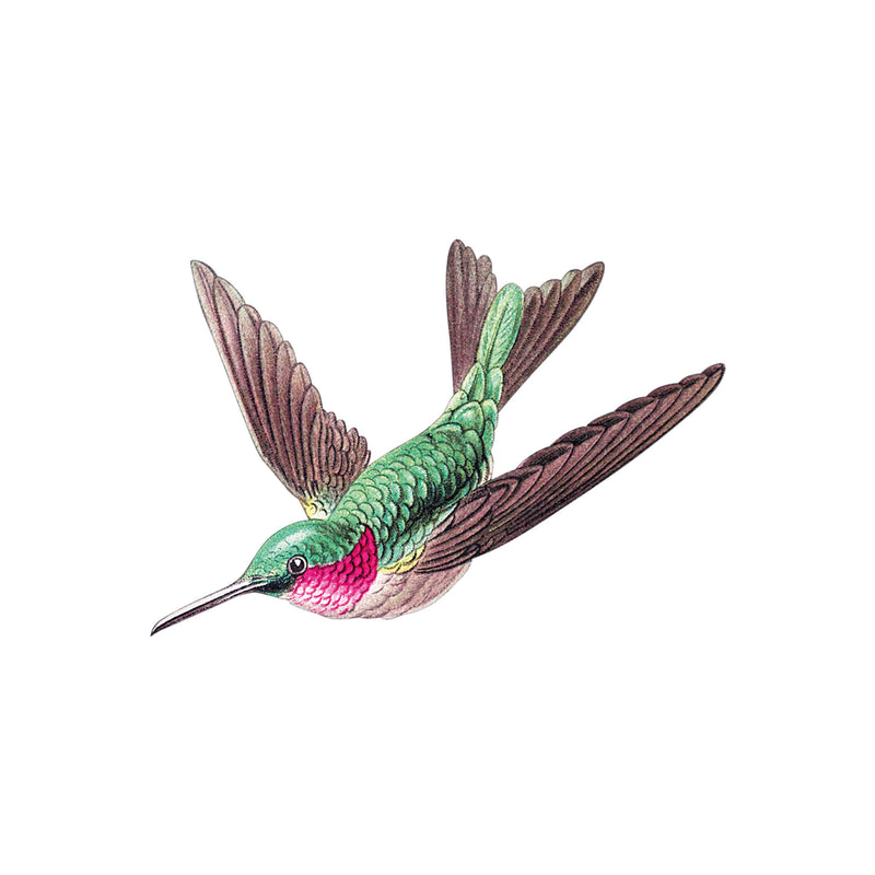 Losse wandsticker - Kolibrie groen
