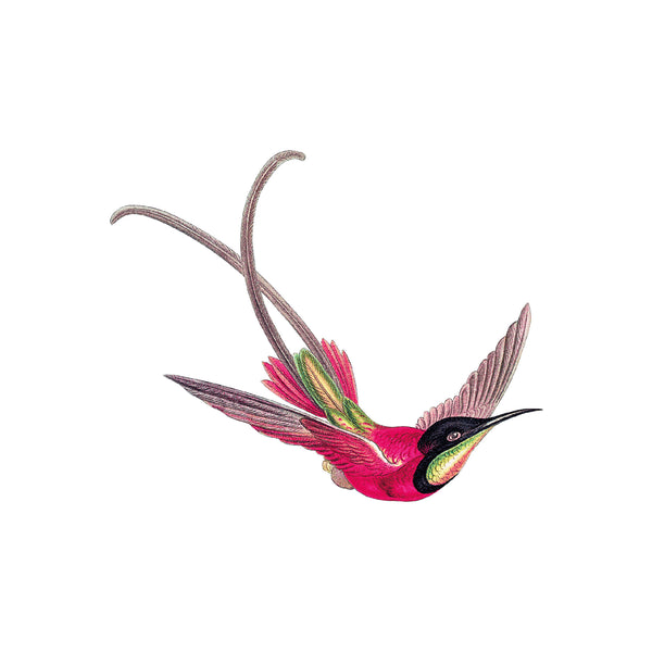 Separater Wandaufkleber - Kolibri rosa