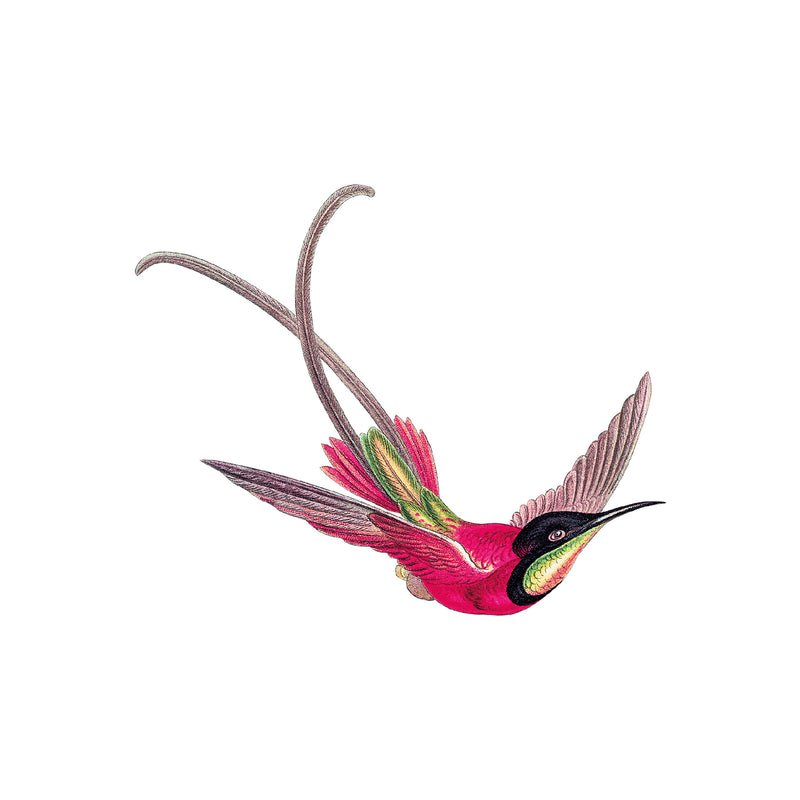 Losse wandsticker - Kolibrie roze