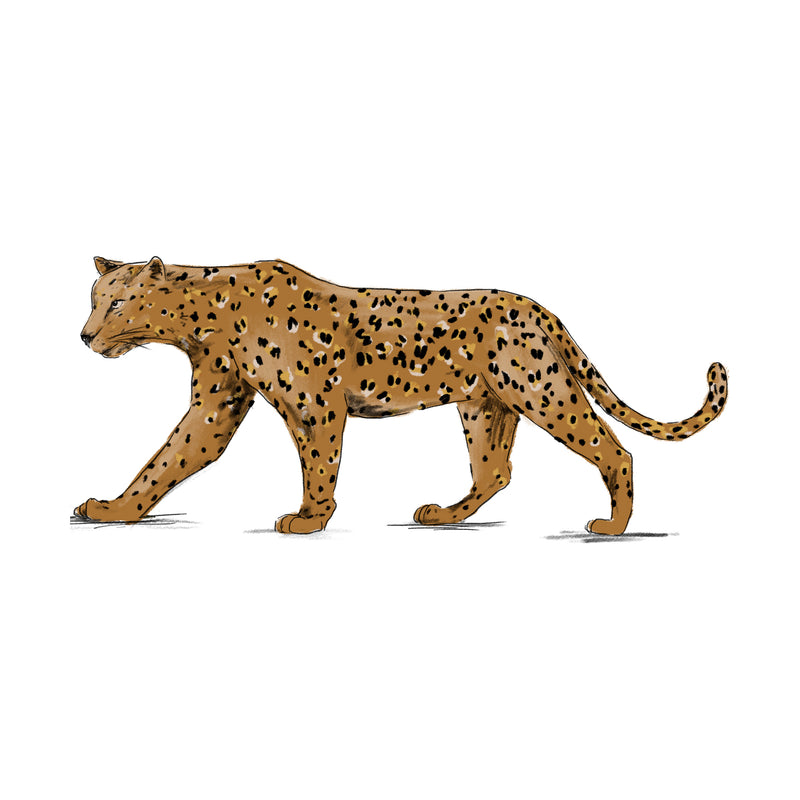 Separate Wall Sticker - Leopard Jungle Jazz