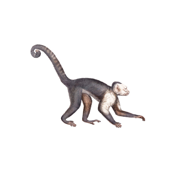 Etiqueta de la pared separada - Mono de la vida silvestre