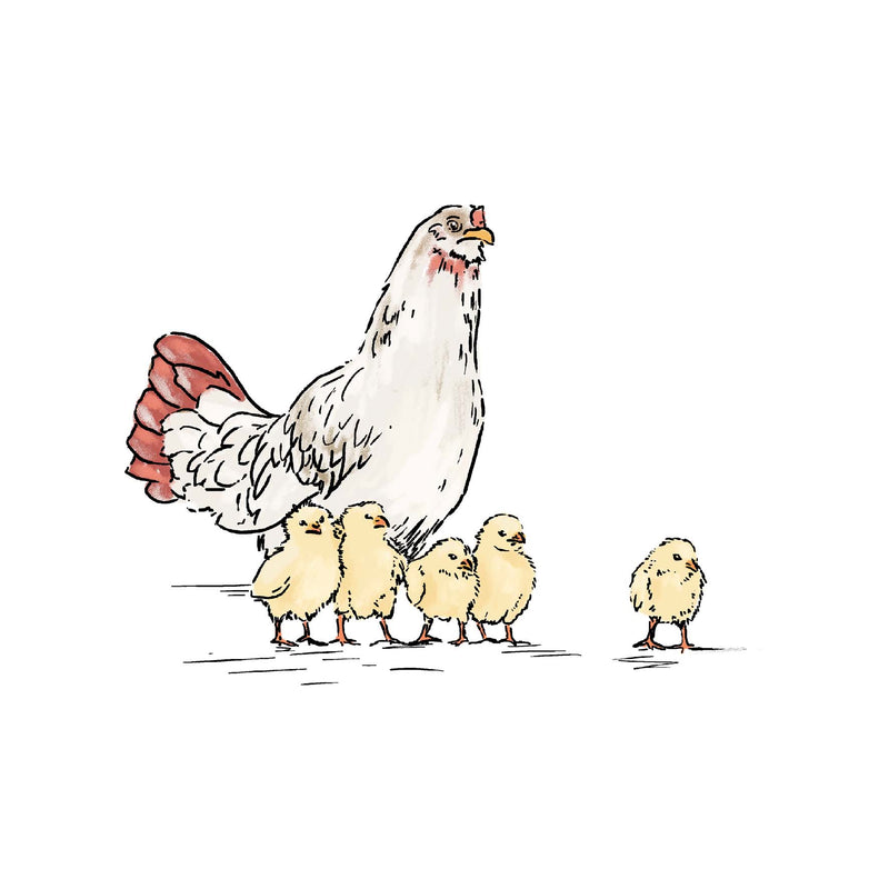 Separater Wandaufkleber – Hühner