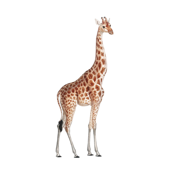 Sticker mural séparé - Girafe de la faune