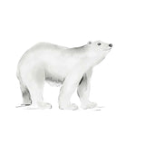 Adesivo da parete separato - Orso polare