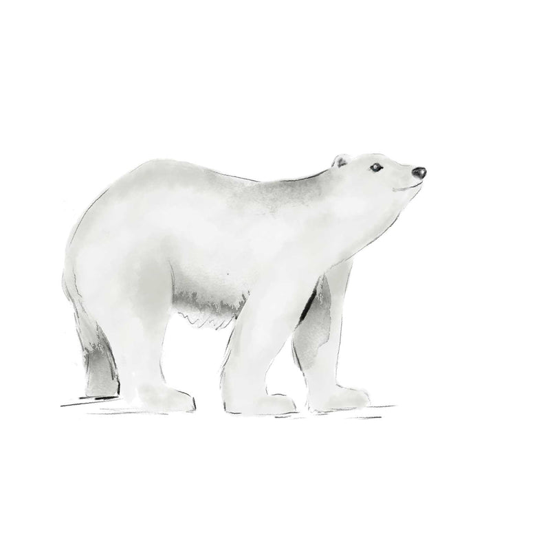 Separate Wall Sticker - Polar bear