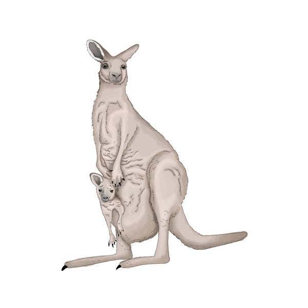 Separater Wandaufkleber – Känguru