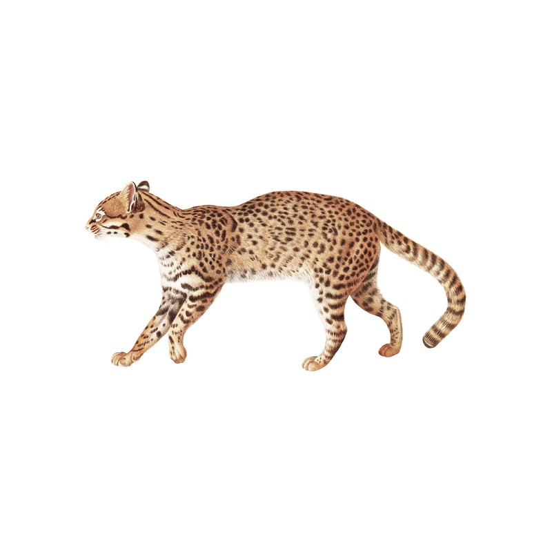 Separater Wandaufkleber – Leoparden-Tierwelt