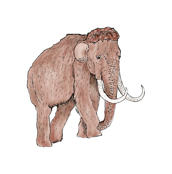 Separater Wandaufkleber – Mammut