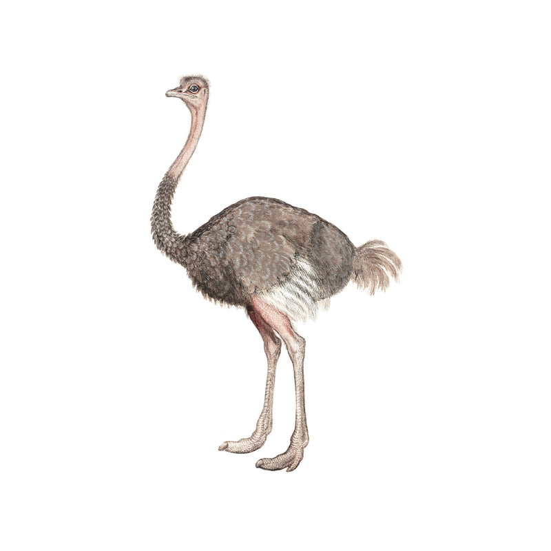 Losse wandsticker - Struisvogel