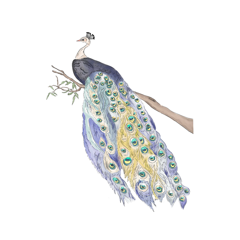 Peacock sticker on sale