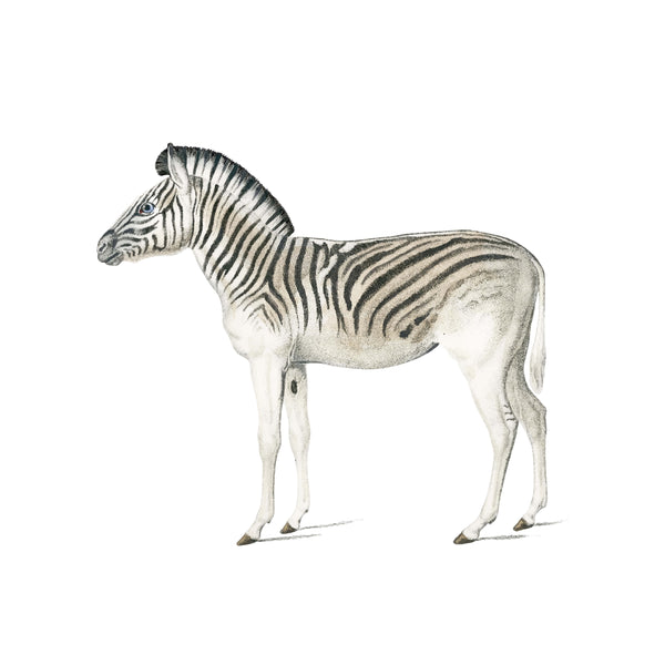 Separater Wandaufkleber – Zebra